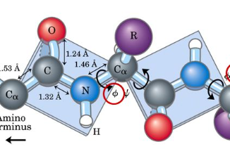 dimensional reduction phi psi angles dr_phipsi